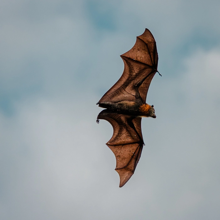Bats-1_thumb.webp