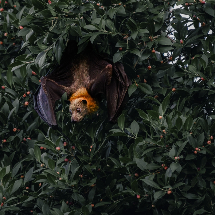 Bats-2_thumb.webp