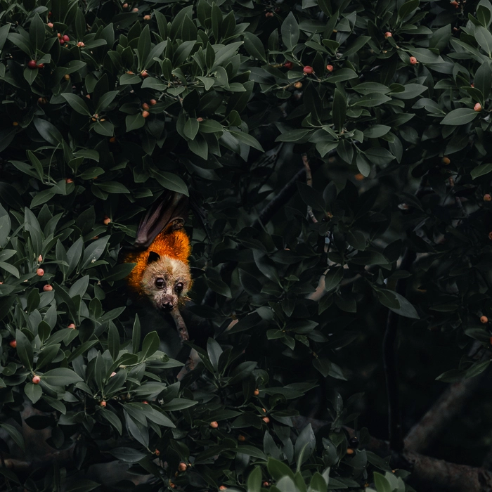 Bats-3_thumb.webp
