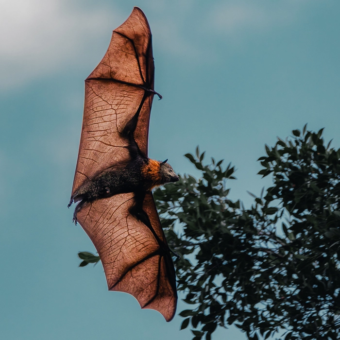 Bats-4_thumb.webp