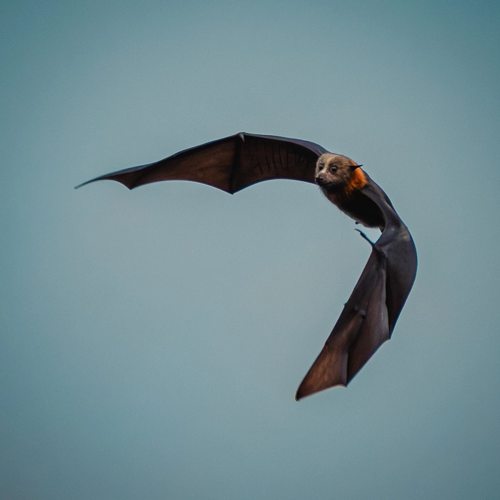 Bats-5_thumb.webp