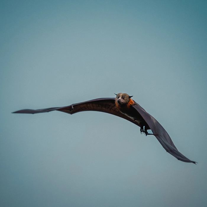 Bats-6_thumb.webp