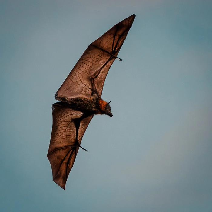 Bats-7_thumb.webp