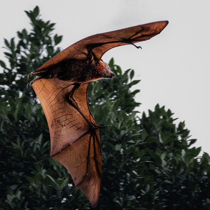 Bats-8_thumb.webp