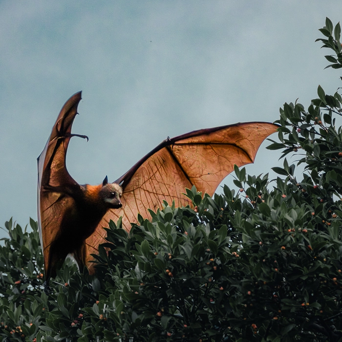 Bats-9_thumb.webp
